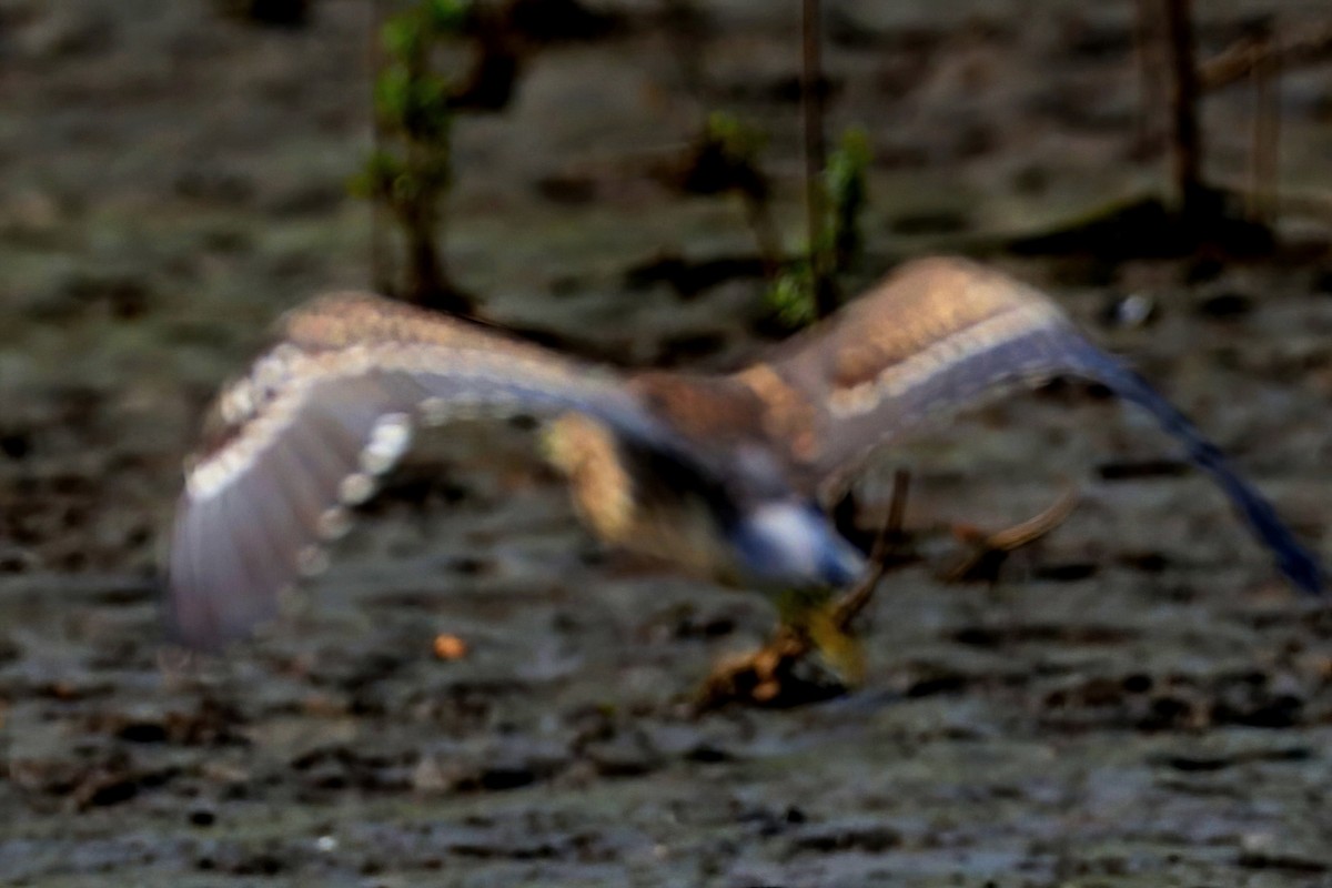 Black-crowned Night Heron - ML620253624