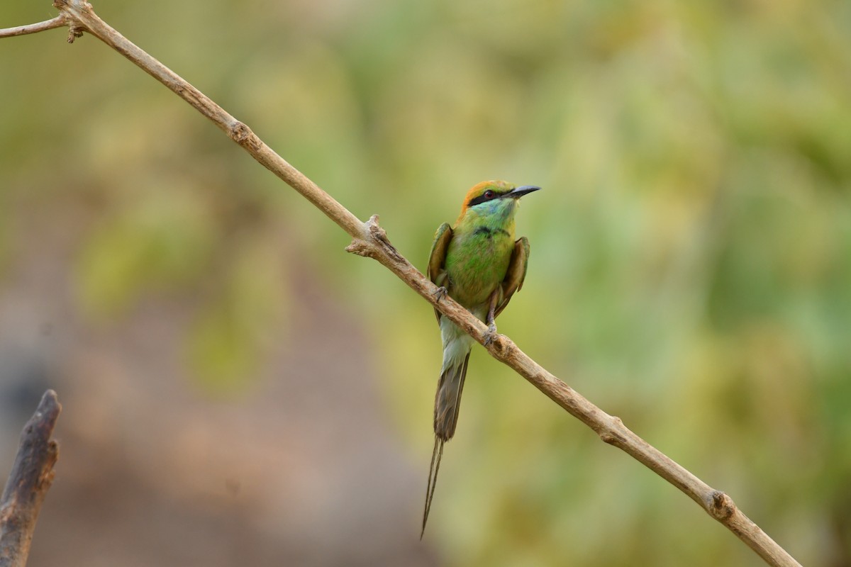 Asian Green Bee-eater - ML620253638