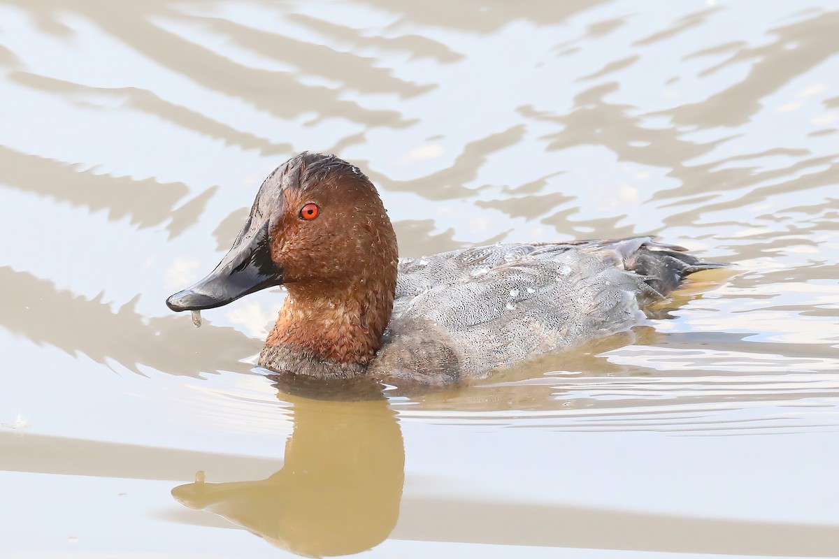 Common Pochard - ML620253642