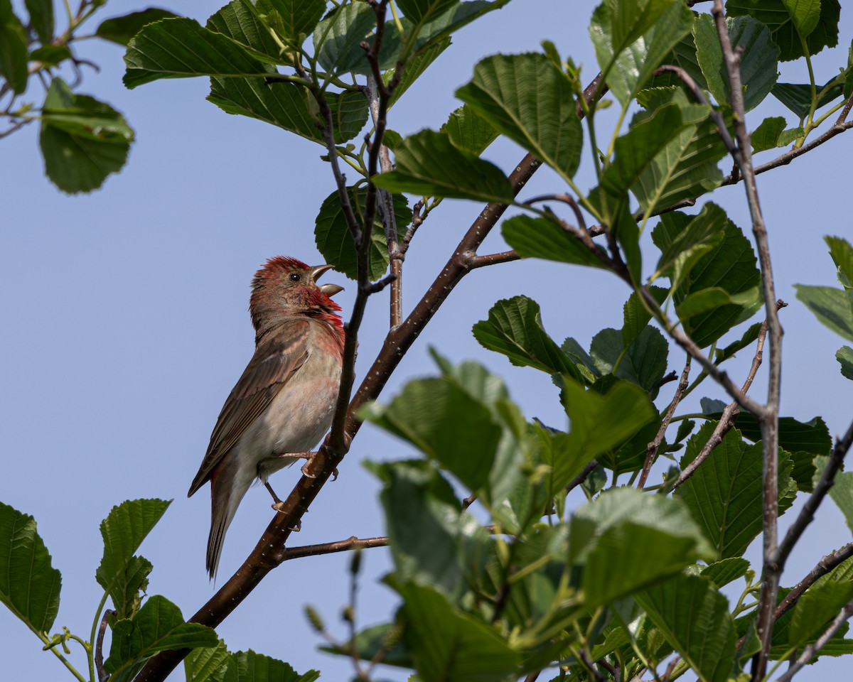 Common Rosefinch - ML620253644