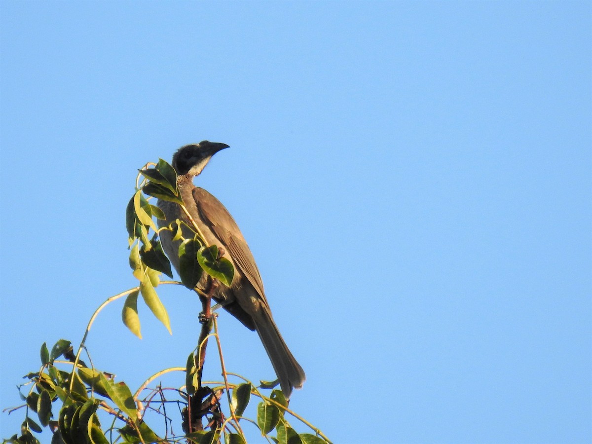 Helmeted Friarbird - ML620253645