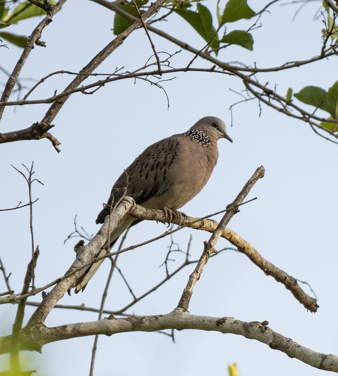 Spotted Dove - ML620253653