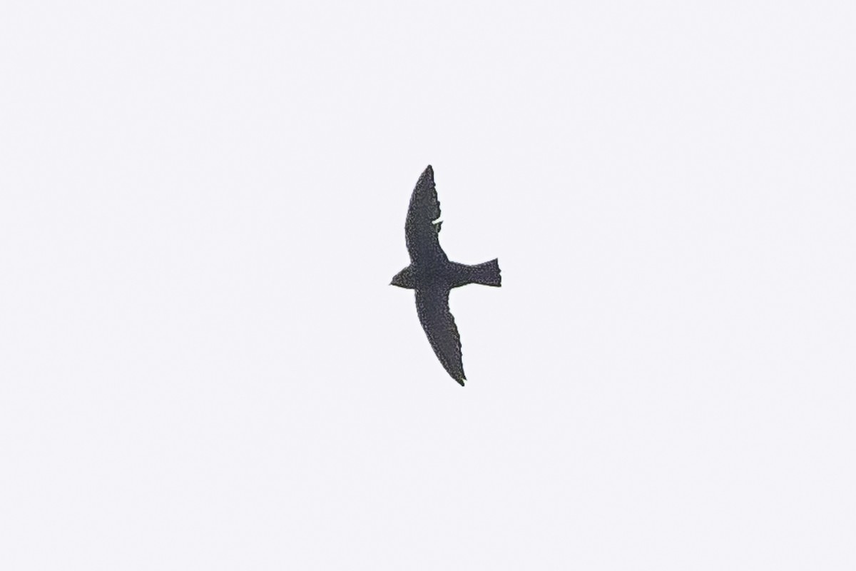 White-naped Swift - ML620253663