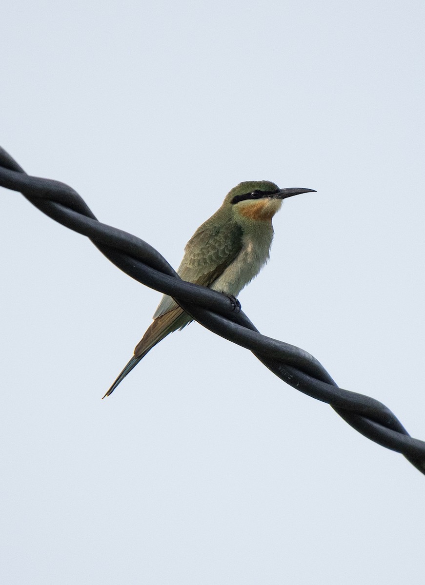 Blue-tailed Bee-eater - ML620253664