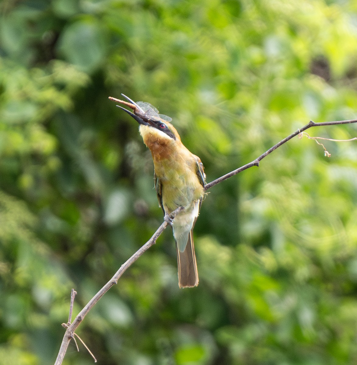 Blue-tailed Bee-eater - ML620253665