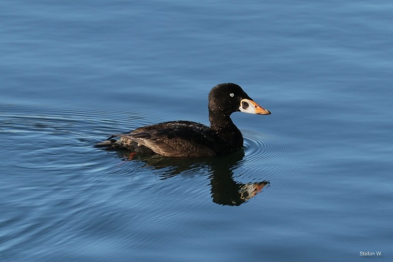 Surf Scoter - ML620253666