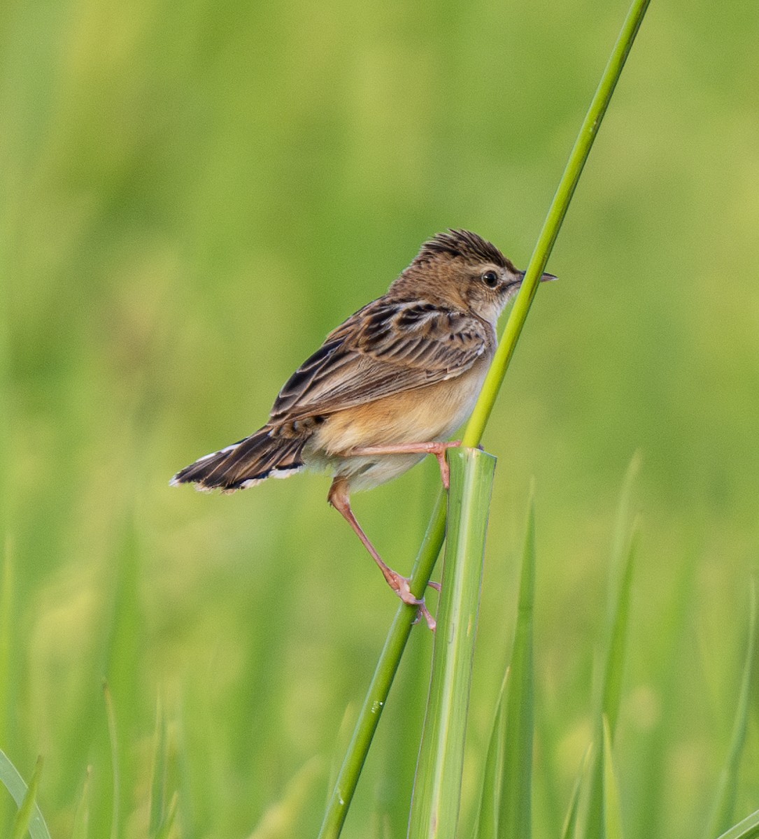 Zitting Cisticola - ML620253671