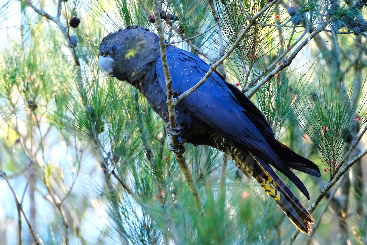 Glossy Black-Cockatoo - ML620253674