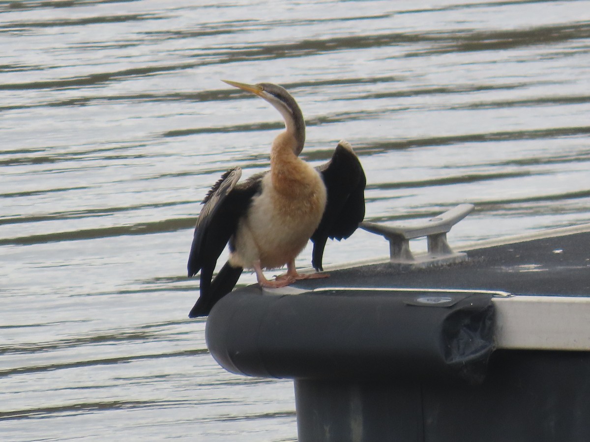 Anhinga d'Australie - ML620253679