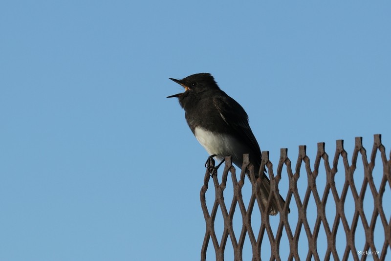 Black Phoebe - ML620253680