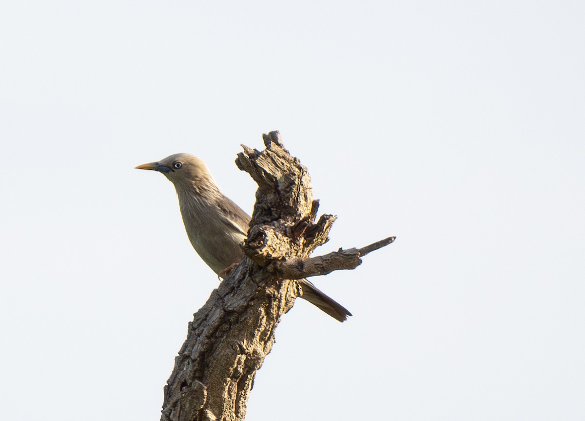 Chestnut-tailed Starling - ML620253682