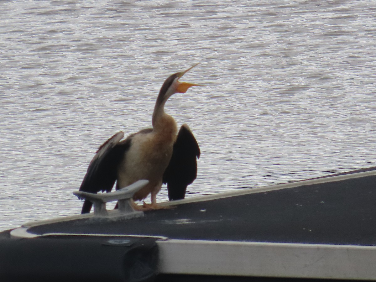 Anhinga d'Australie - ML620253686