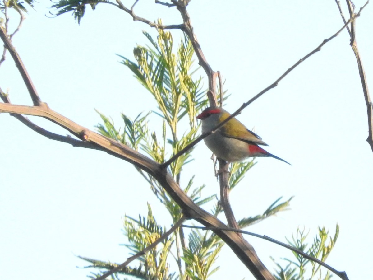 Red-browed Firetail - ML620253688