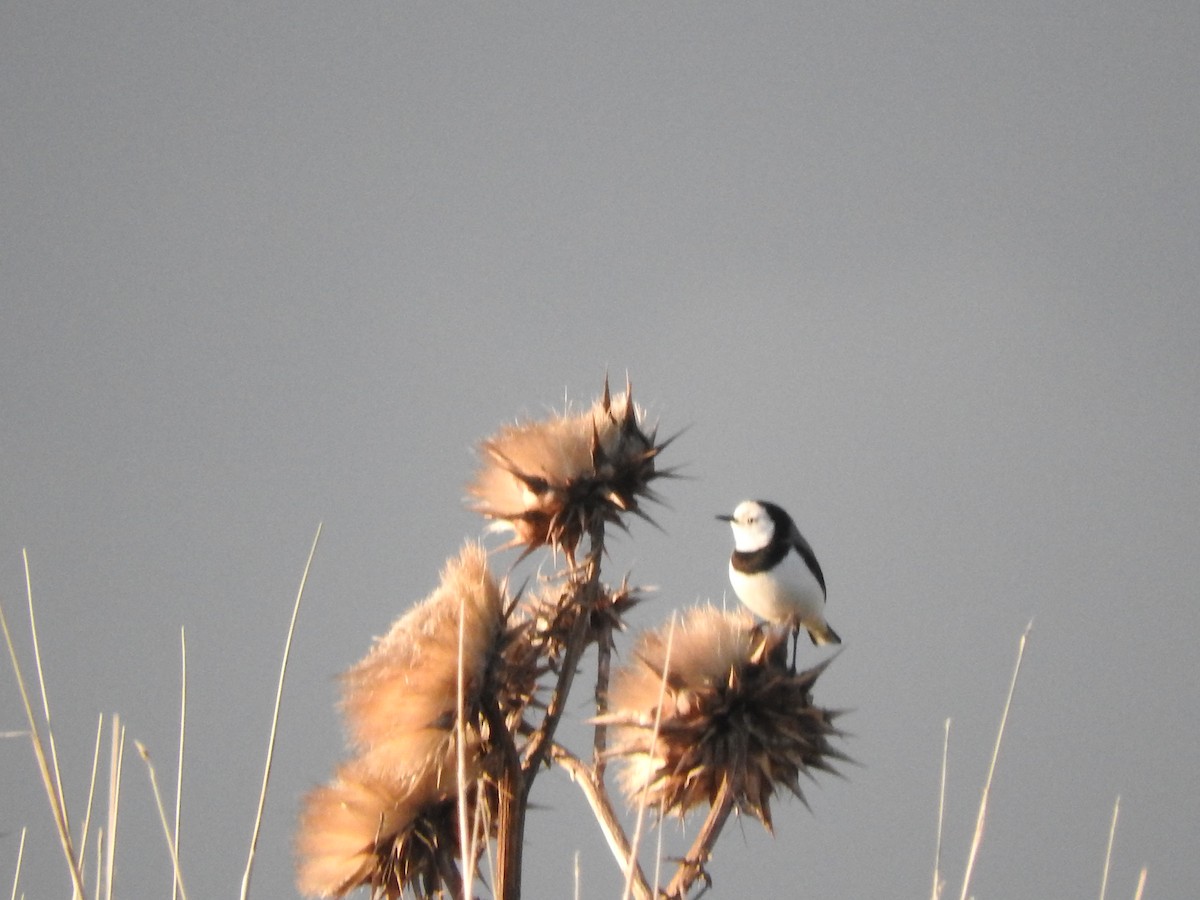 White-fronted Chat - ML620253691