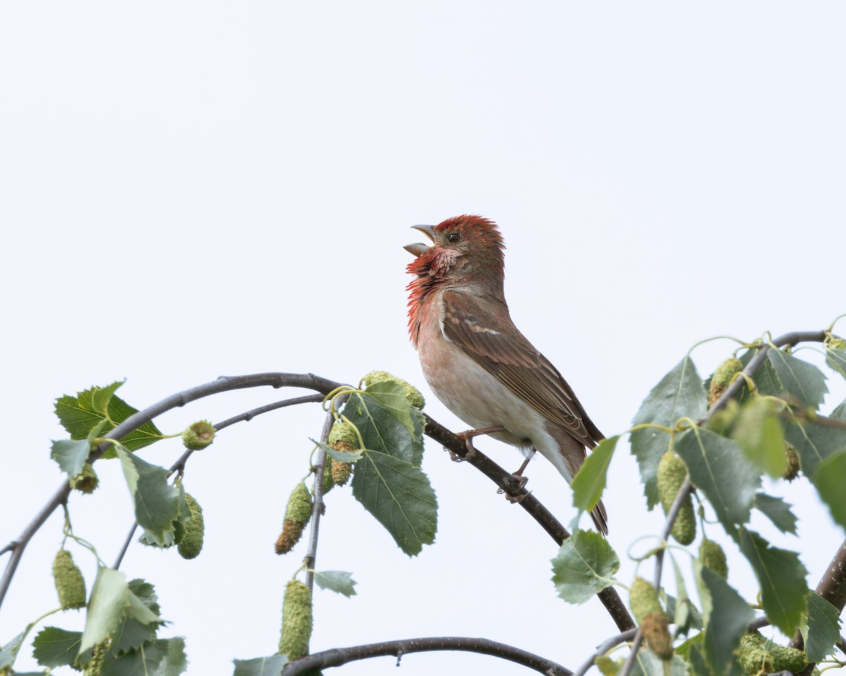 Common Rosefinch - ML620253697