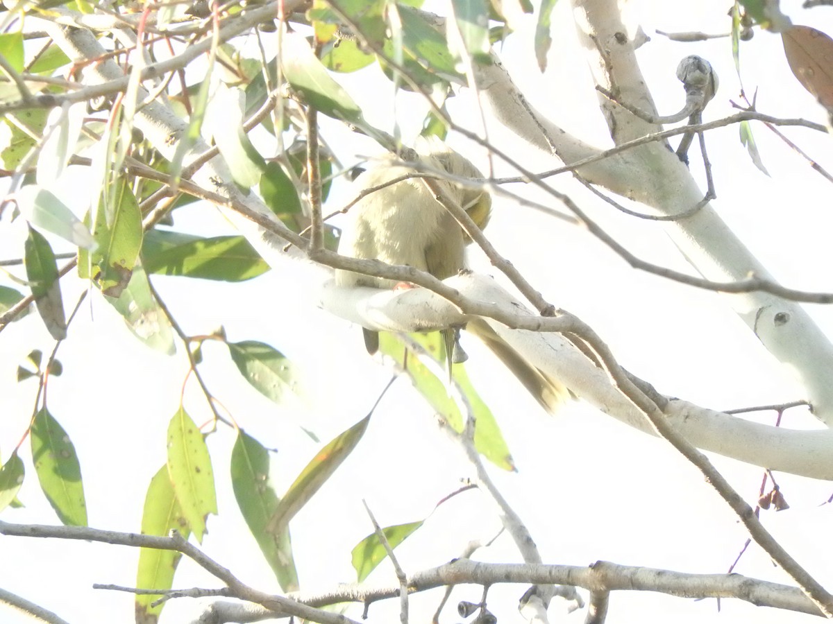 White-plumed Honeyeater - ML620253700