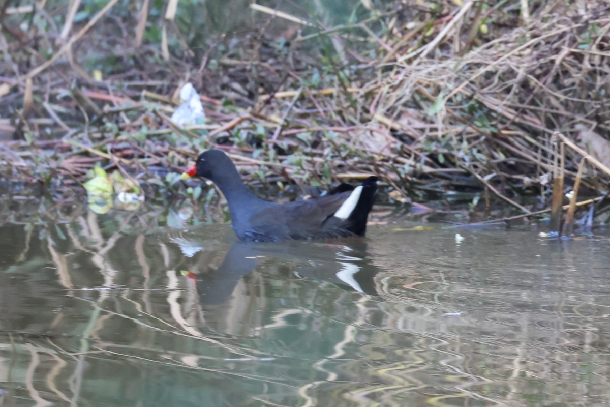 Dusky Moorhen - ML620253740