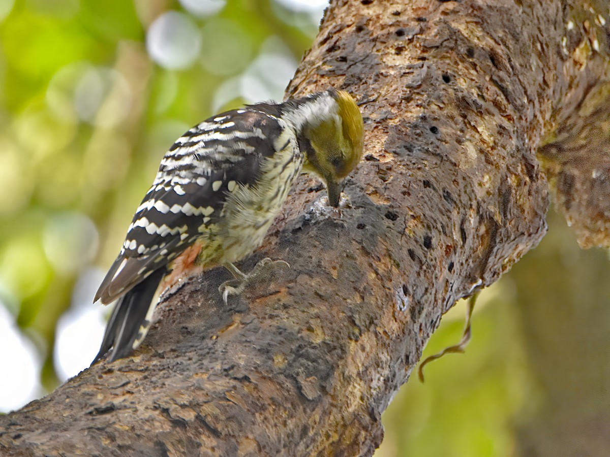 Brown-fronted Woodpecker - ML620253741
