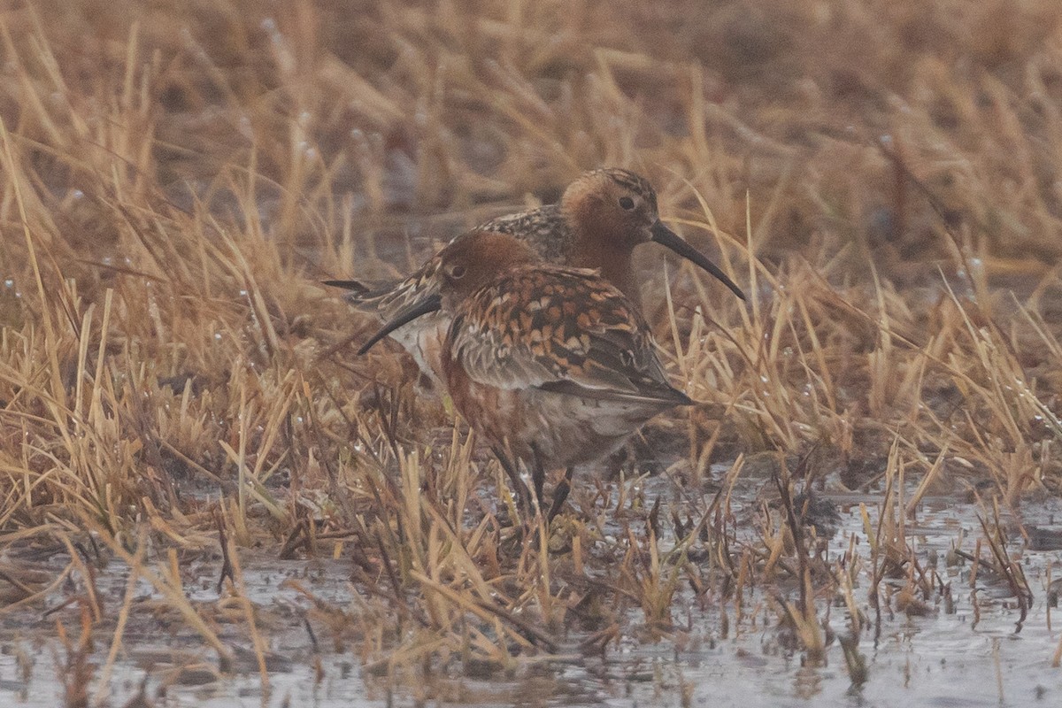 Curlew Sandpiper - ML620253742