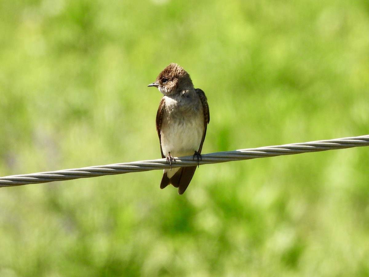 Northern Rough-winged Swallow - ML620253744