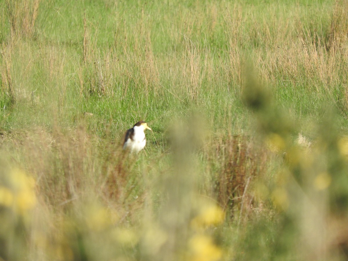 Masked Lapwing - ML620253748