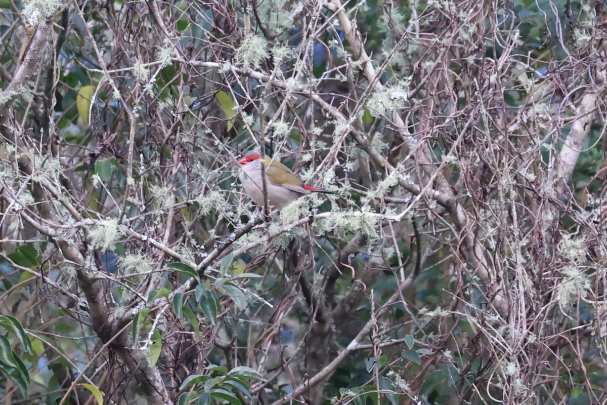 Red-browed Firetail - ML620253751