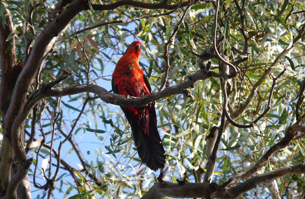 Australian King-Parrot - Catarina Gregson