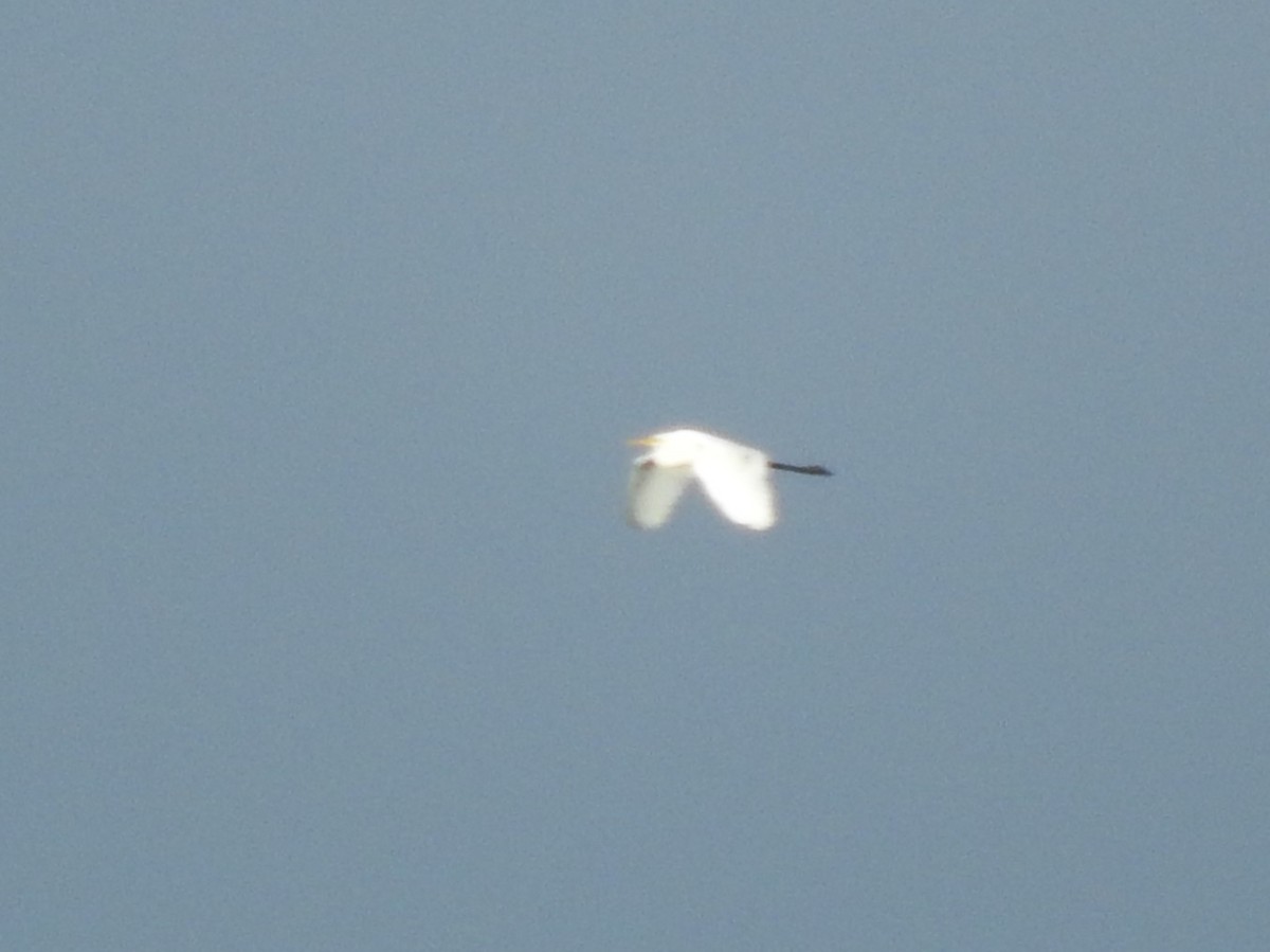 white egret sp. - ML620253759