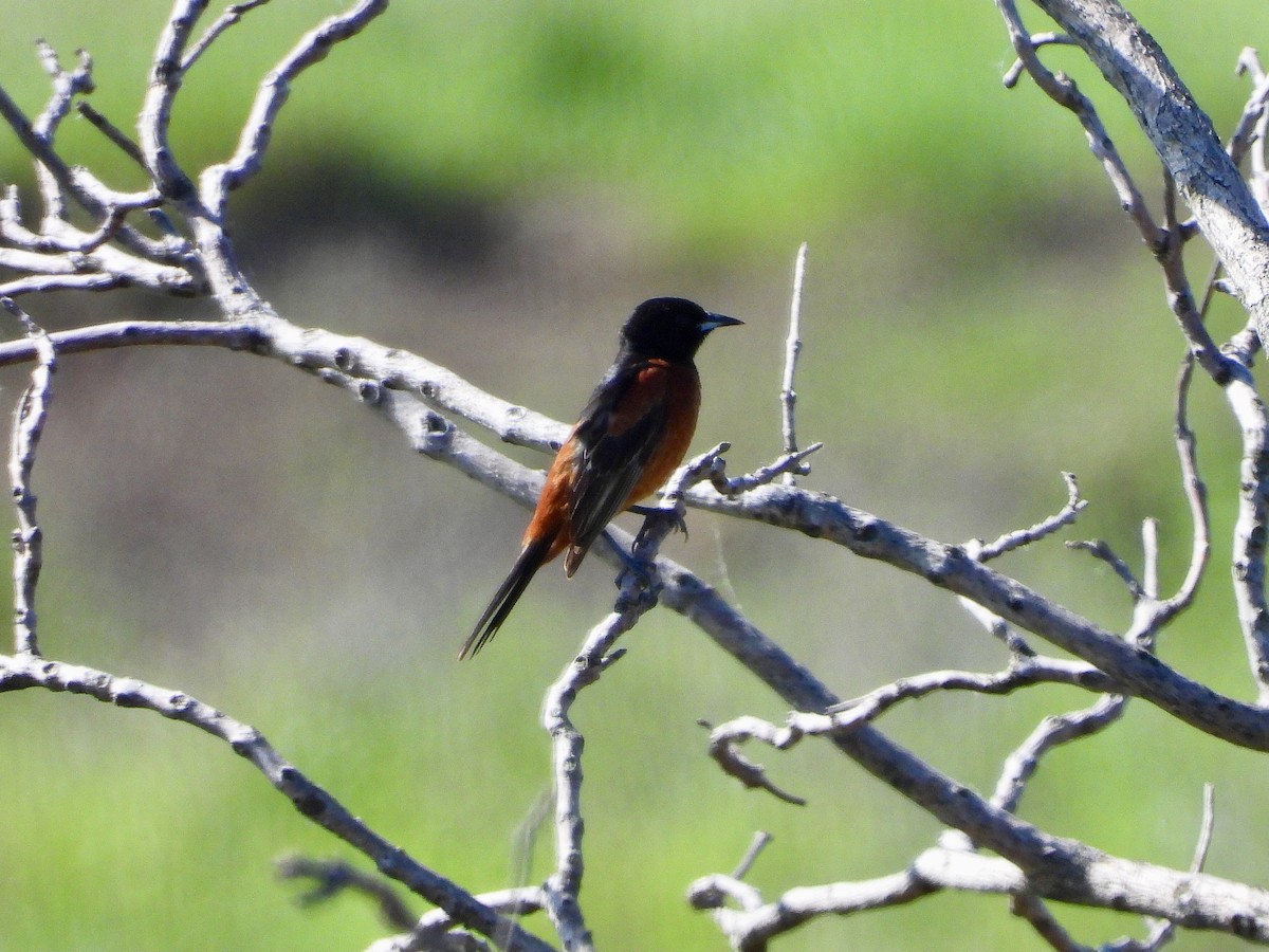 Orchard Oriole - ML620253770