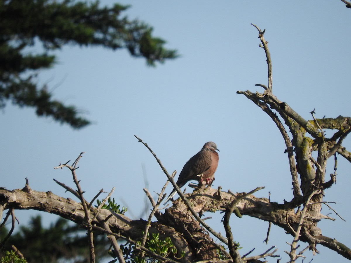 Spotted Dove - ML620253773
