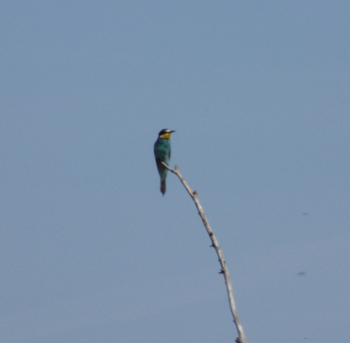 European Bee-eater - ML620253775