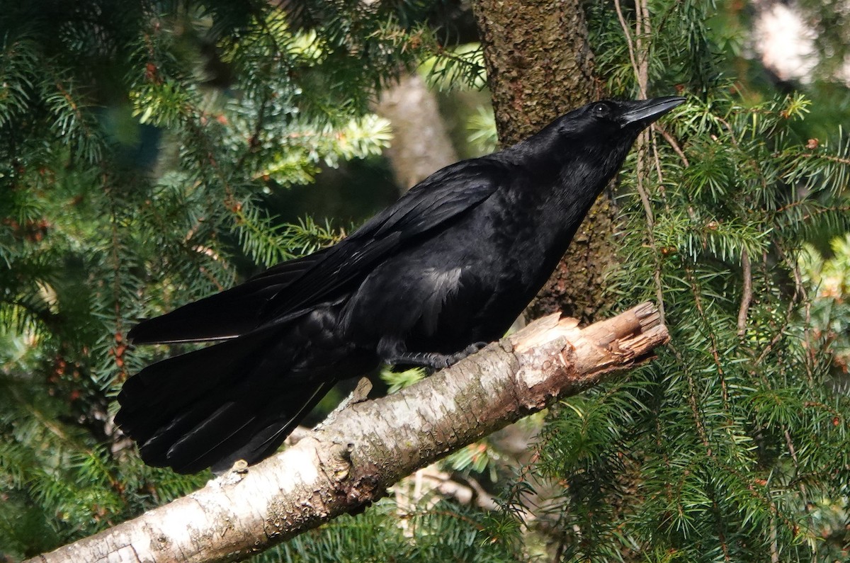 American Crow - ML620253779