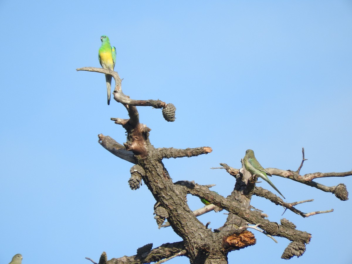 Red-rumped Parrot - ML620253782