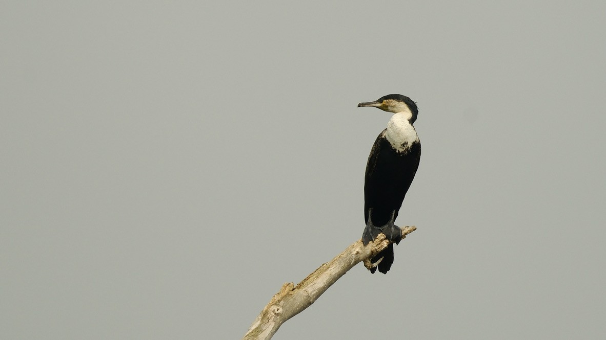 Great Cormorant (White-breasted) - ML620253783