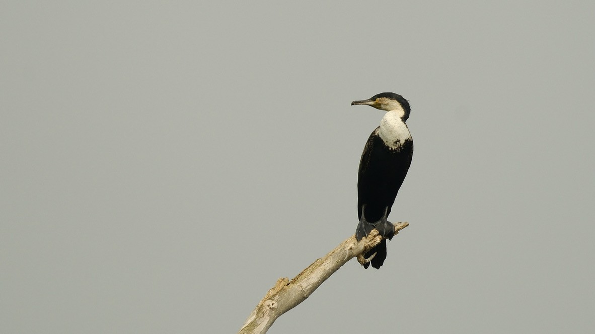 Cormorán Grande (ventriblanco) - ML620253783