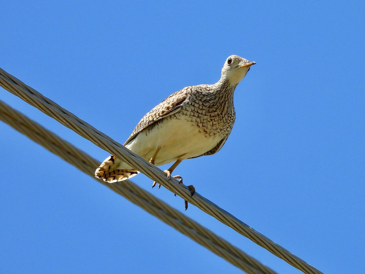 Upland Sandpiper - ML620253790