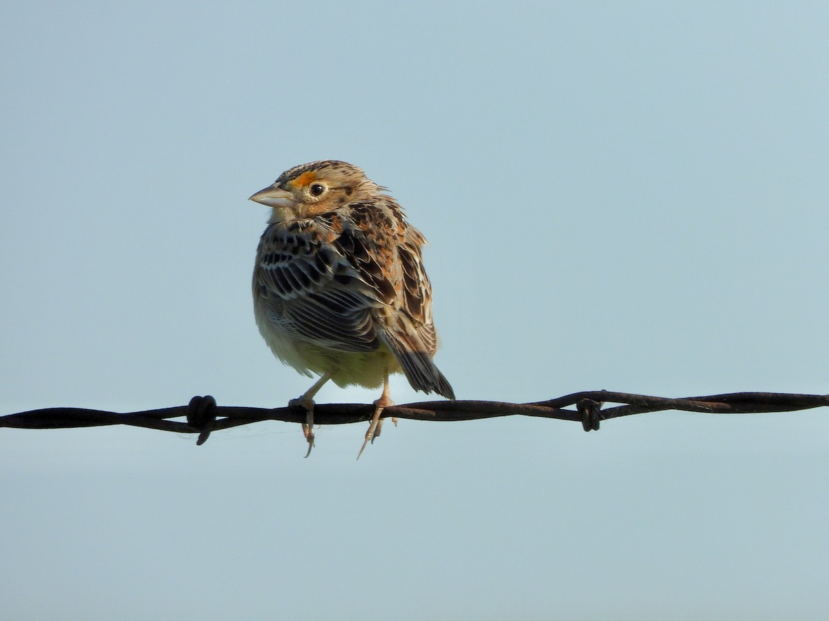 Grasshopper Sparrow - ML620253810