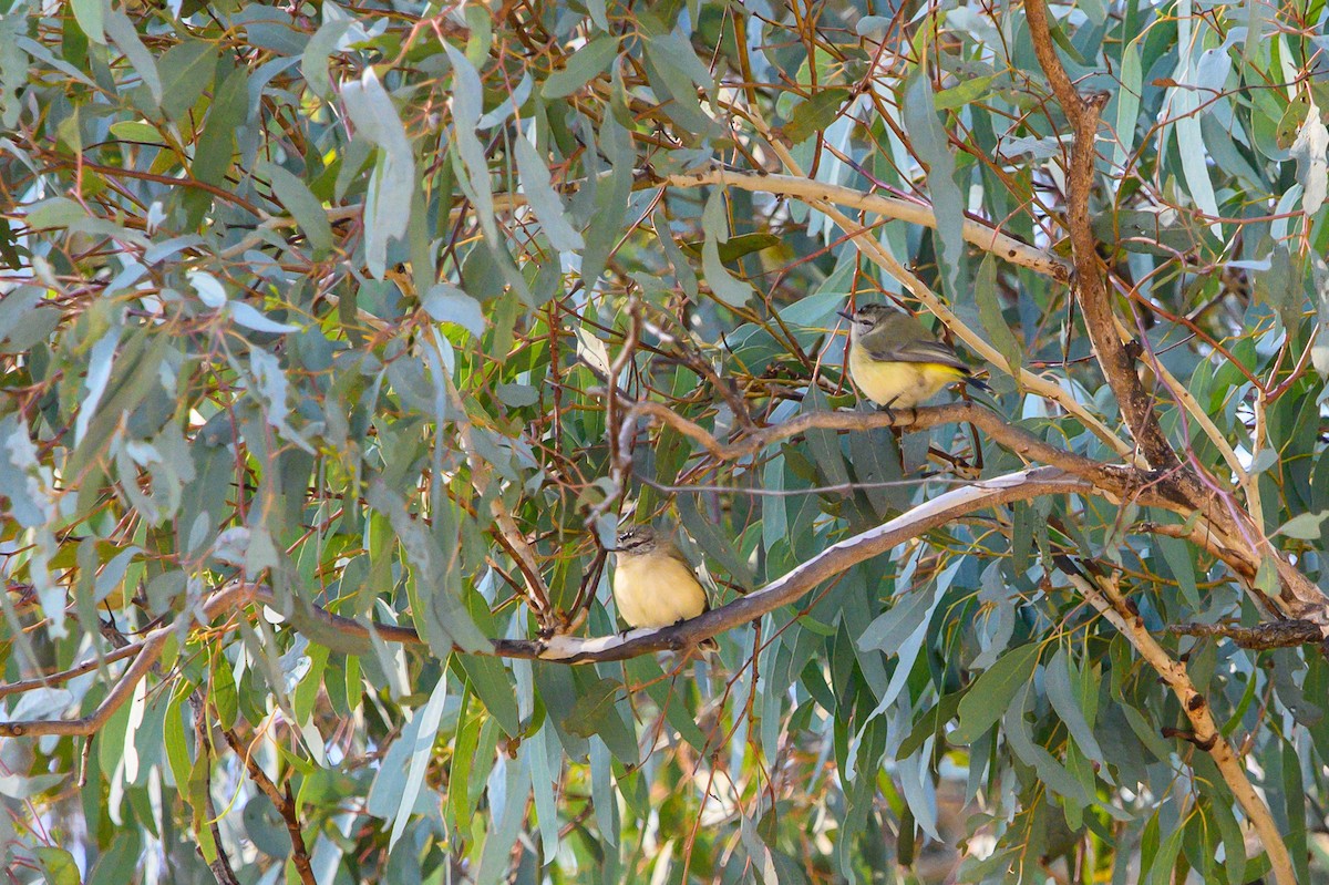 Yellow-rumped Thornbill - ML620253829