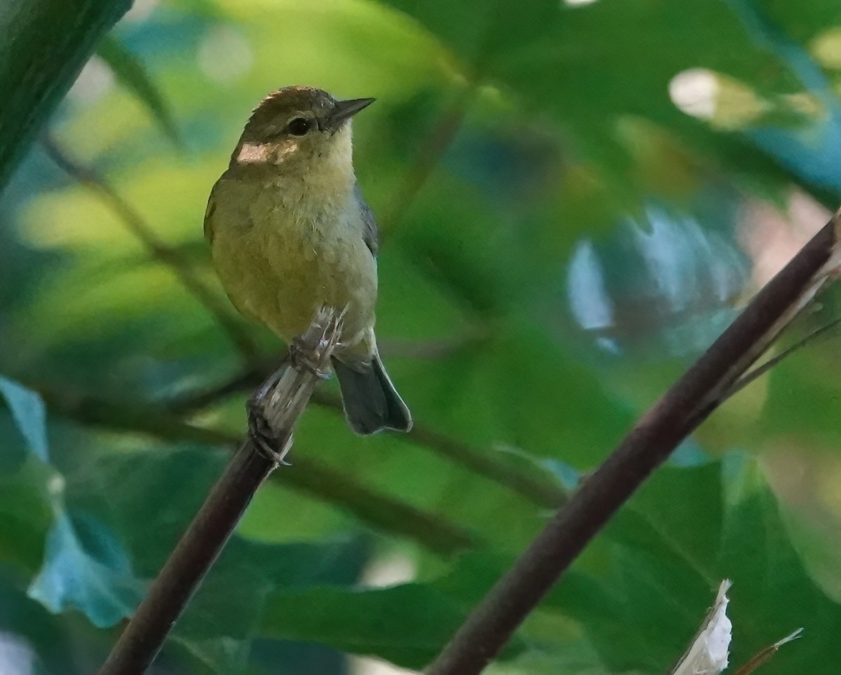 Orange-crowned Warbler - ML620253830