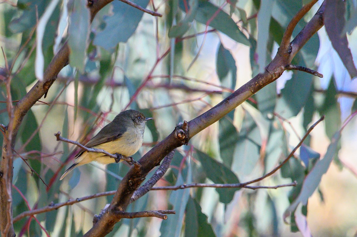 Buff-rumped Thornbill - ML620253834