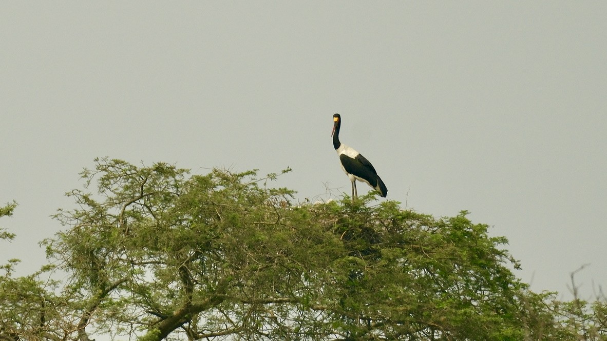 Saddle-billed Stork - ML620253835