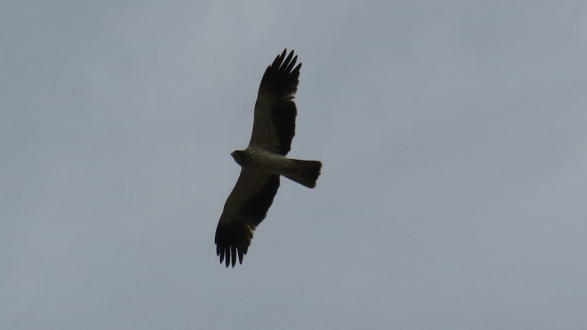 Booted Eagle - ML620253846