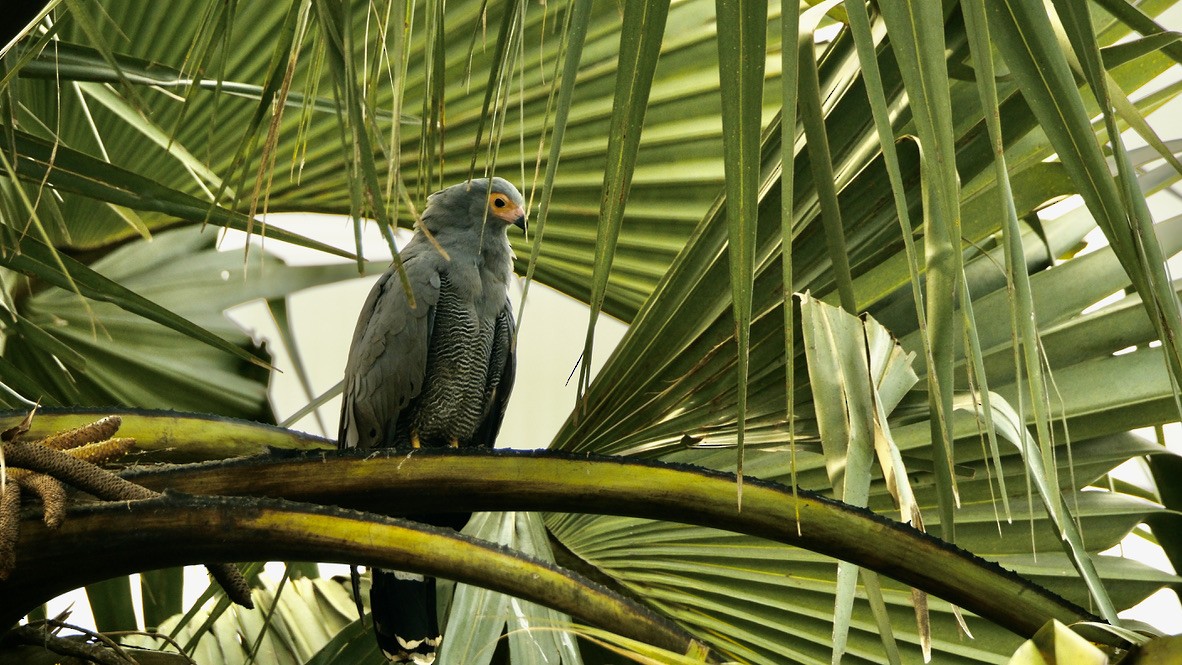 African Harrier-Hawk - ML620253848