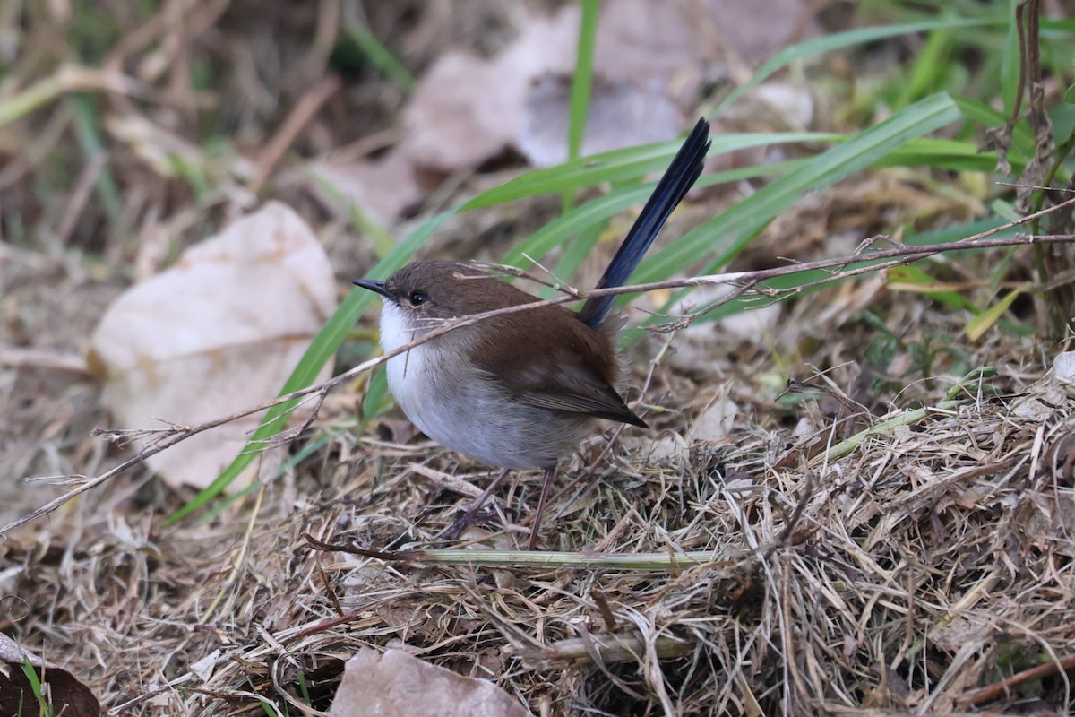 Superb Fairywren - ML620253857