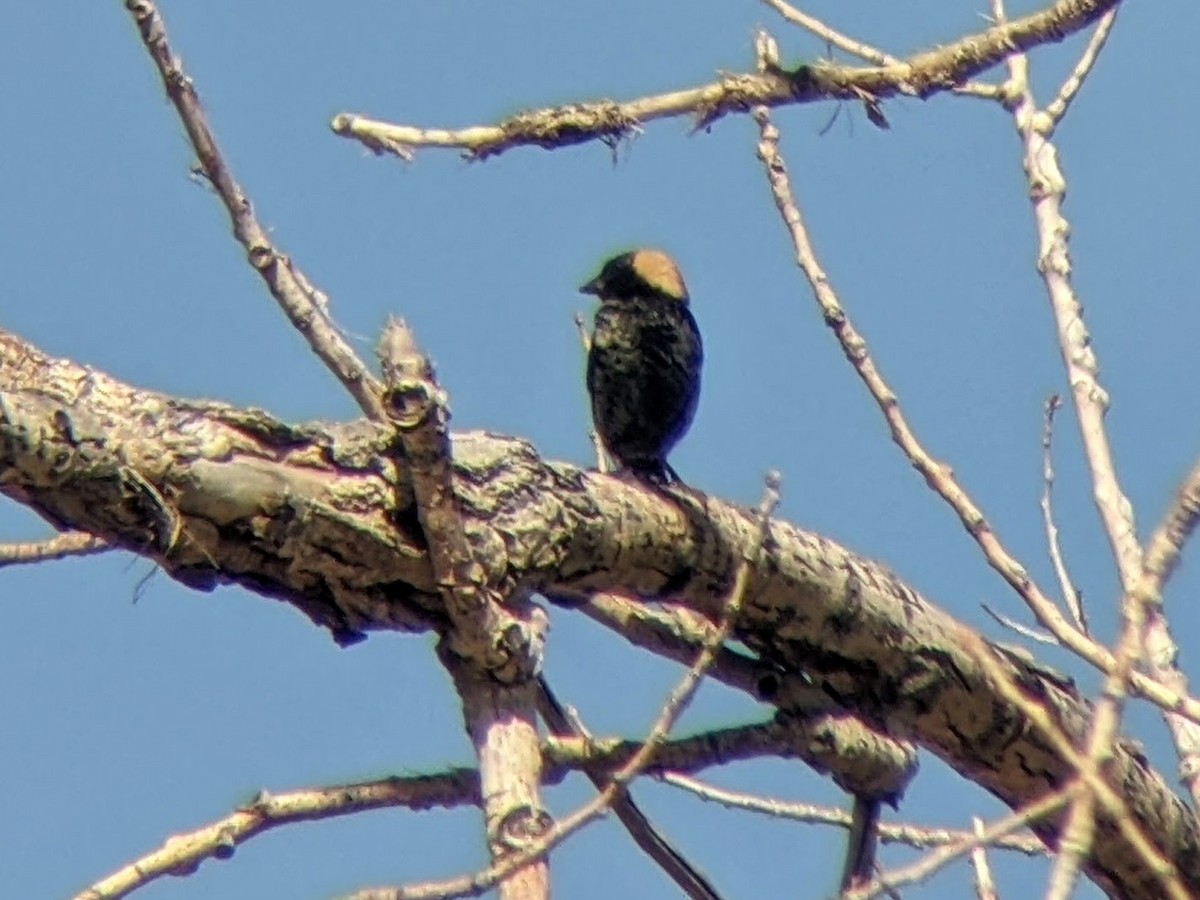 bobolink americký - ML620253864