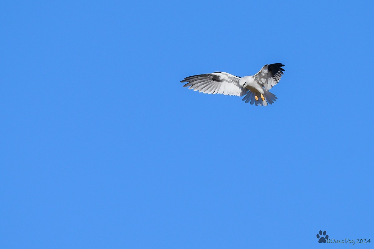 Black-shouldered Kite - ML620253870