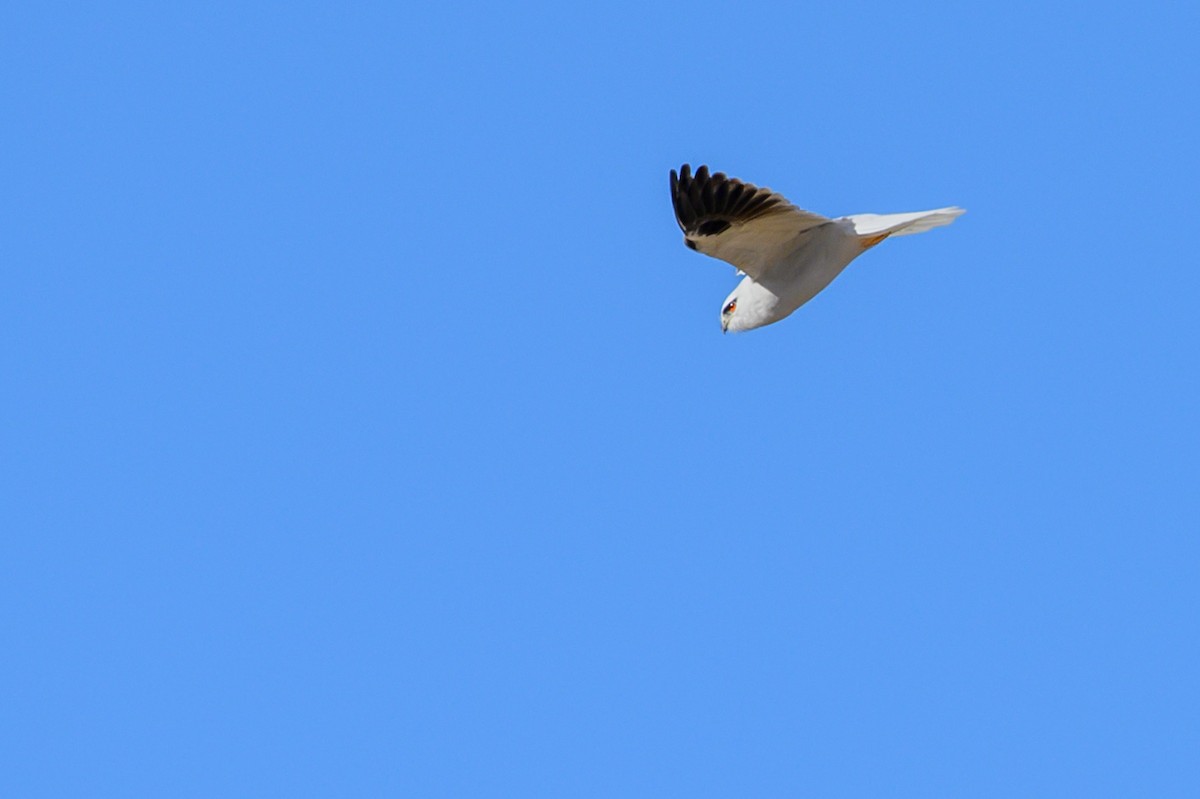 Black-shouldered Kite - ML620253871