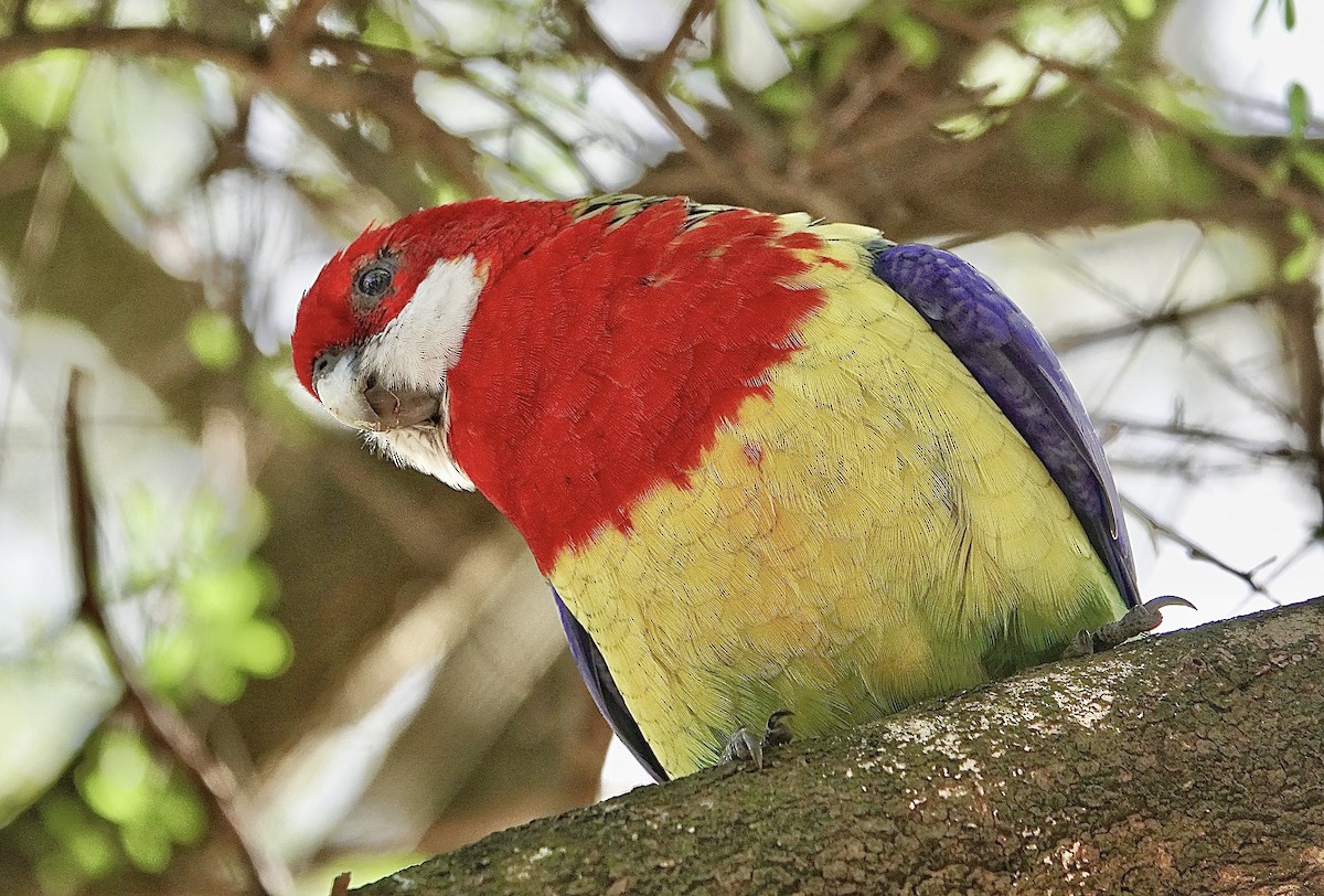 Eastern Rosella - ML620253874