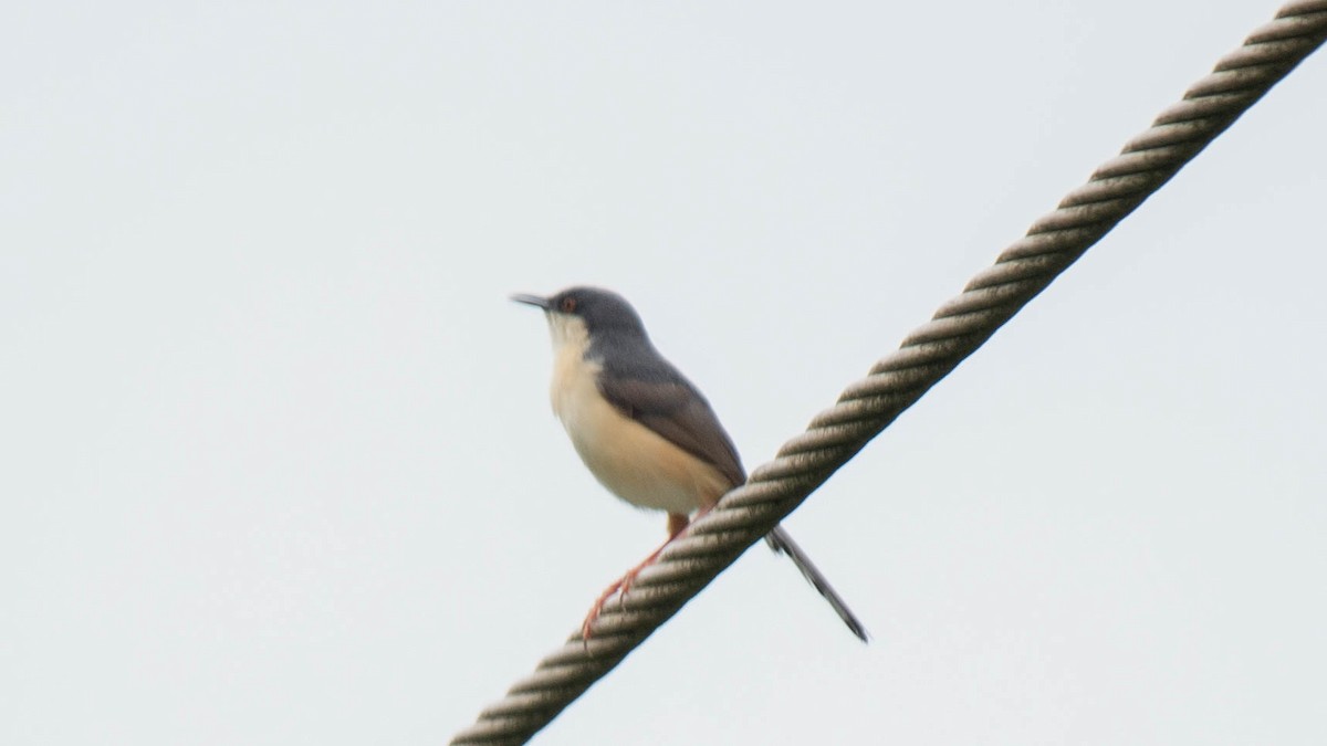 Ashy Prinia - ML620253886