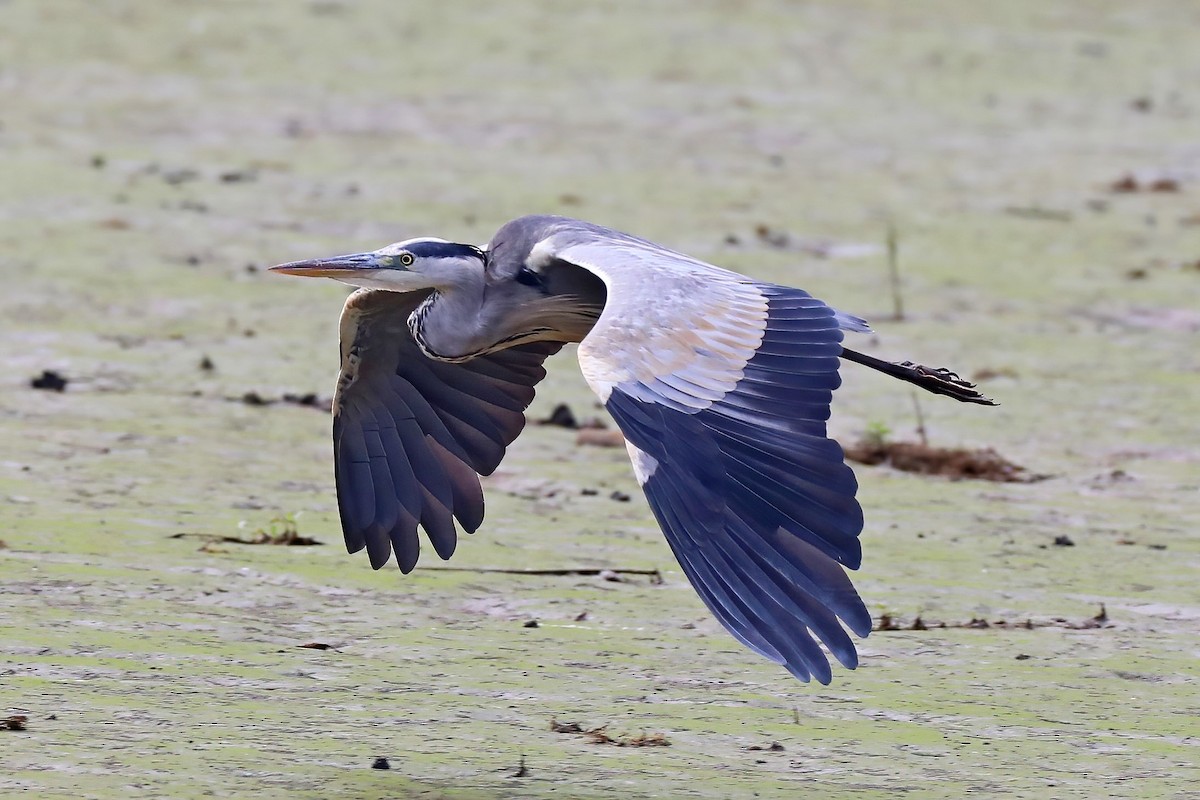 Gray Heron - ML620253887